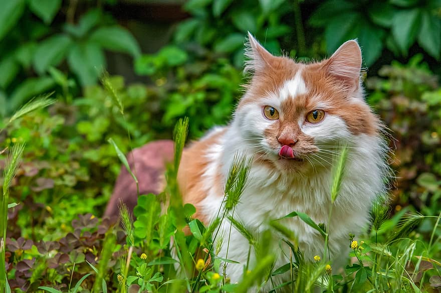 котка, котешки, домашен любимец, вътрешен, мустаци, трева, растения, природа