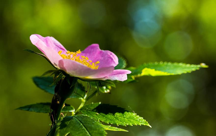 एक प्रकार का जंगली गुलाब, फूल, गुलाबी फूल, पंखुड़ियों, गुलाबी पंखुड़ी, पत्ते, फूल का खिलना, खिलना, वनस्पति, पौधा, प्रकृति