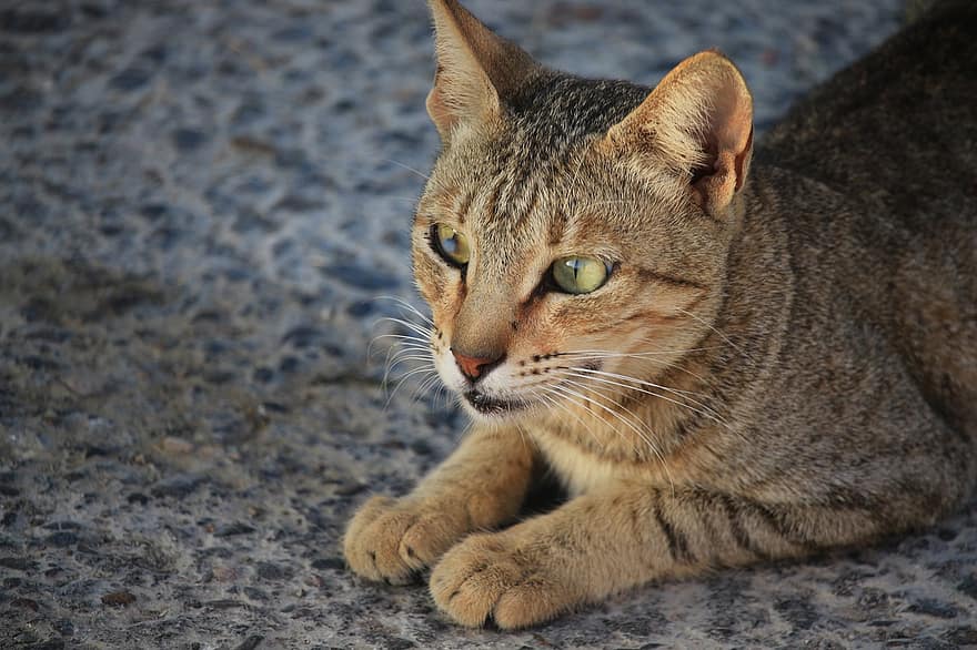 Cat, Tabby, Stray Cat, Street Cat, Domestic Cat, Feline, Mammal, Stray, Animal, Fur, Whiskers