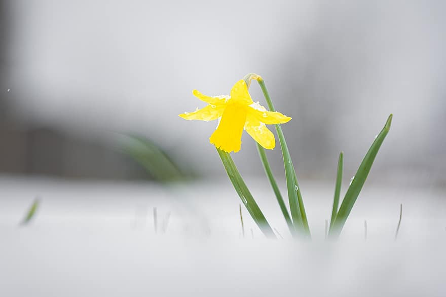 Flower, Daffodil, Bloom, Botany, Blossom, Growth, Petals, Macro, Spring, Nature, Flora
