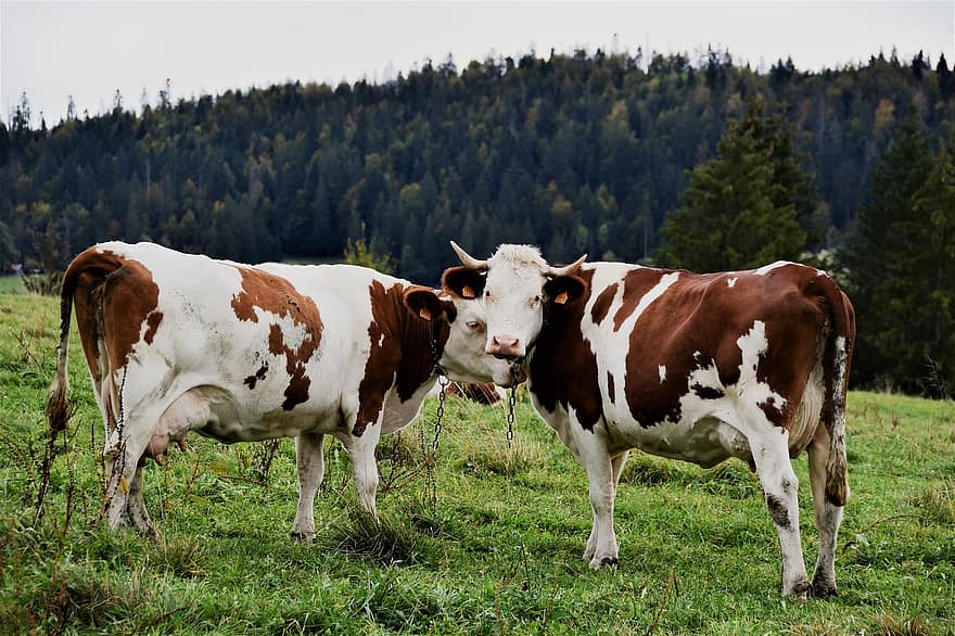 牛、角、家畜、ファーム、動物たち、自然、ほ乳類、農業、農村、田舎、牛肉