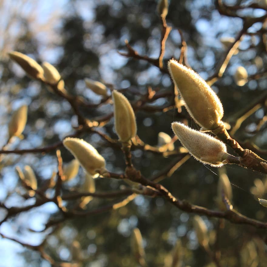 magnolia, bloemknoppen, tak, boom, fabriek, natuur, de lente, blad, detailopname, seizoen, herfst