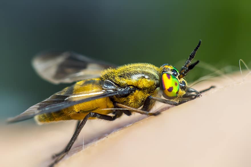Splayed Deerfly, Chrysops Caecutiens, broms, insekt, blad, sommar, utomhus, springtime, entomolog, gräs, flytta upp