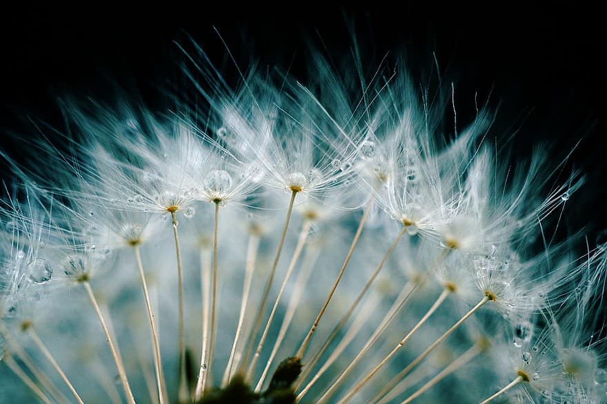 Dandelion, Flower, Seeds, Waterdrop, Raindrop, Nature, Blow, Wish You, Wish, Drops, Flying