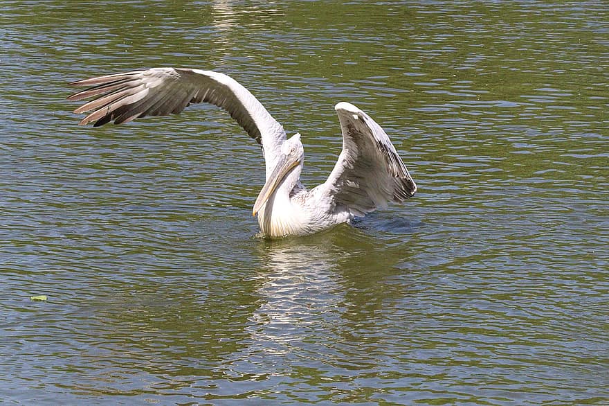 pelicano, pássaro, branco, natureza, parque, agua, asas, bico, animais em estado selvagem, pena, vôo