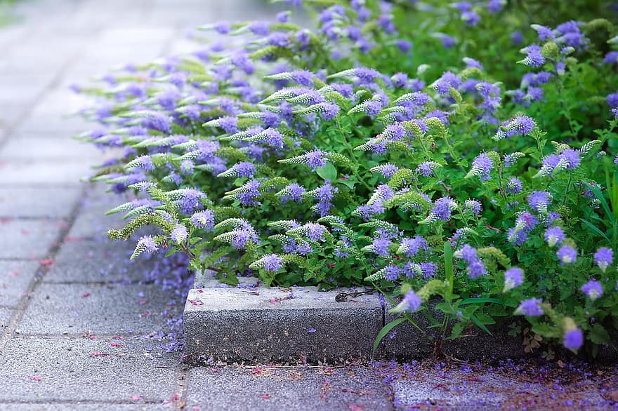 紫の、フラワーズ、歩道、植物、自然、庭園、フローラ