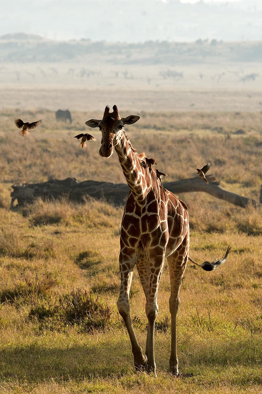 jirafa reticulada, animal, mamífero, jirafa somalí, Jirafa reticulada, animal salvaje, fauna silvestre, fauna, desierto, naturaleza, lewa