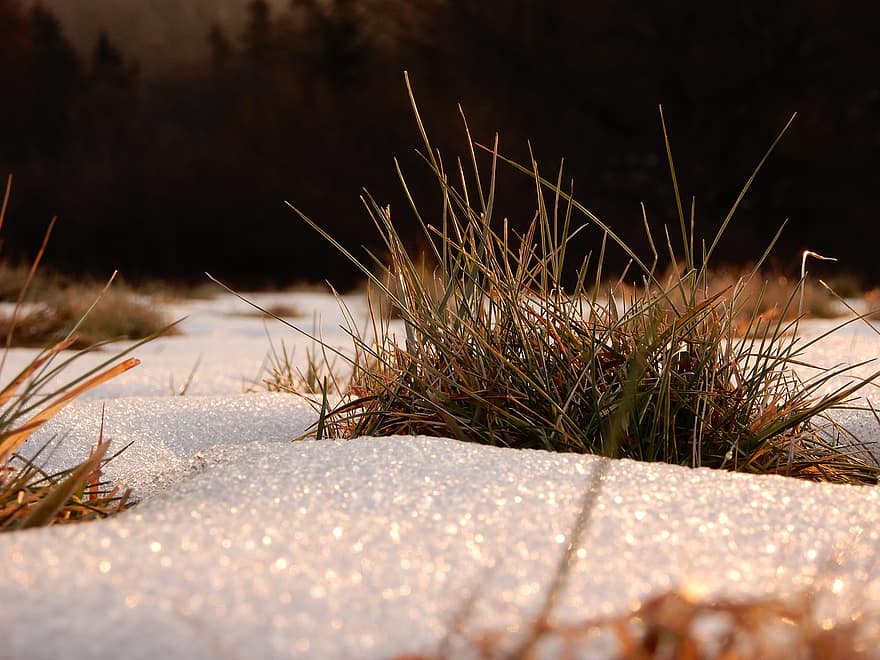 Snow, Winter, Sun, Sunny, Meadow, Field, Nature, Landscpe, Sunset, close-up, season