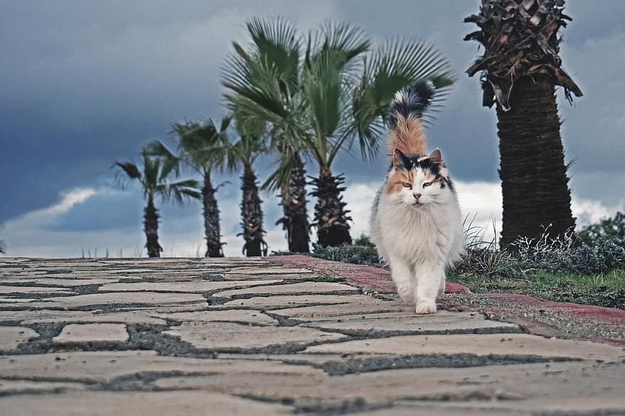 kedi, başıboş, yürümek, yol, açık havada