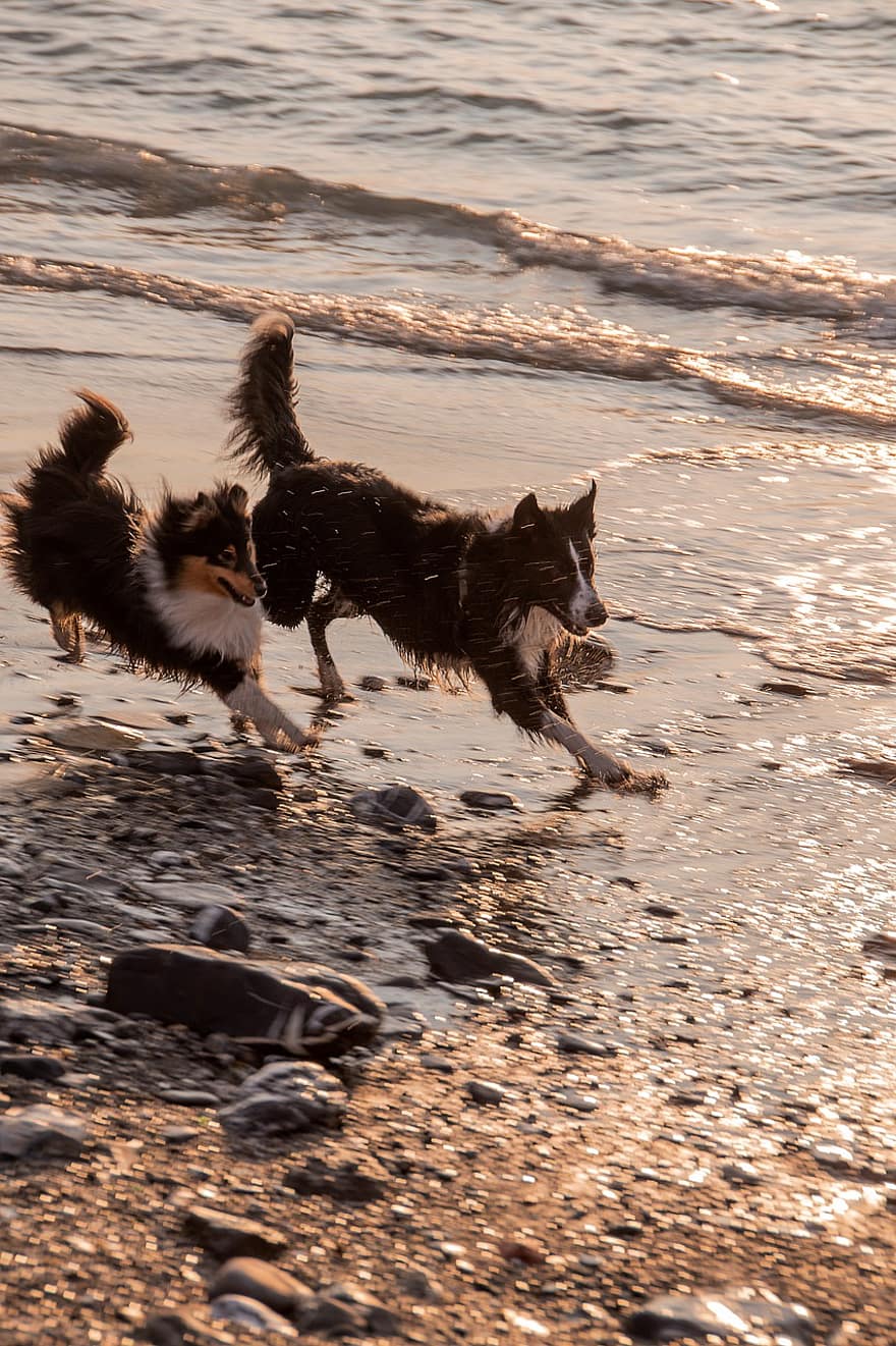 Σκύλοι, παραλία, παιχνίδι, Σκύλοι που παίζουν στην παραλία, των ζώων, θάλασσα, σκυλιά που τρέχουν, η δυση του ηλιου, σκύλος, τα κατοικίδια ζώα, νερό