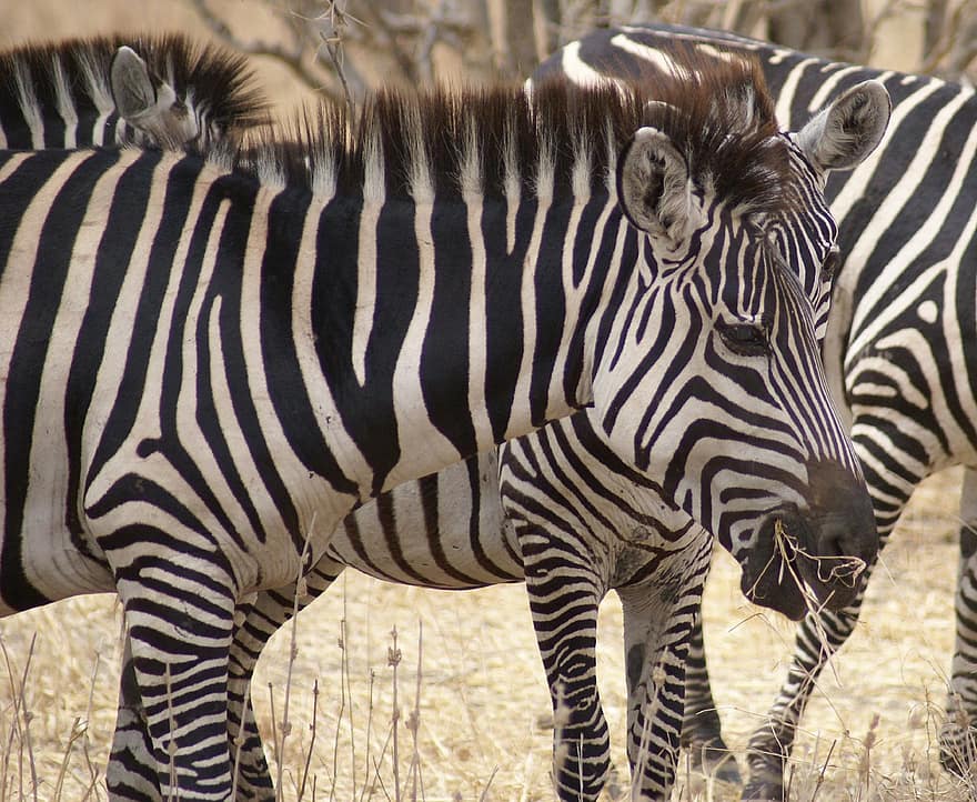 Zebras, Tiere, Säugetiere, gestreift, Safari, Natur, Wildnis, Afrika, Tierwelt, Zebra, Tiere in freier Wildbahn