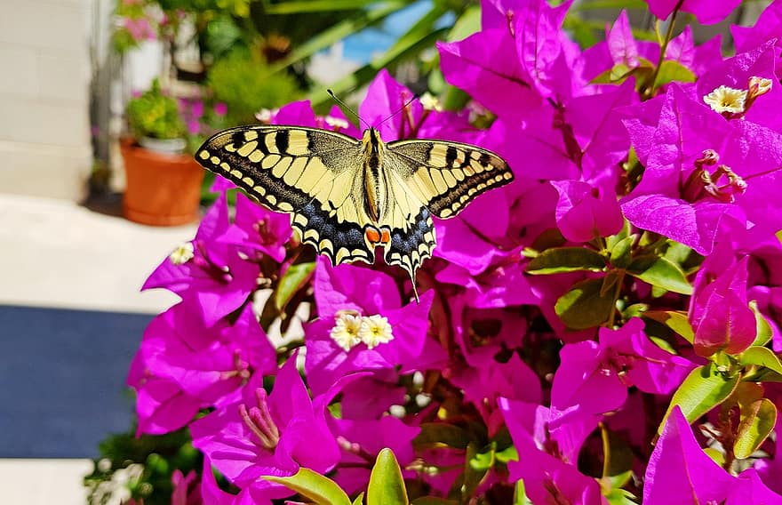 sommerfugl, blomster, pollinere, pollinering, insekt, bevinget insekt, sommerfuglvinger, blomst, blomstre, flora, fauna
