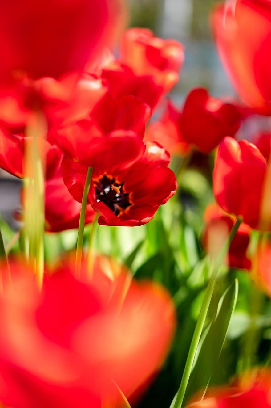 tulipanes, las flores, plantas, naturaleza, flor, planta, verano, primavera, al aire libre, tulipán, color verde