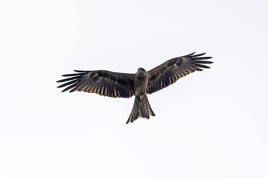 águila, pájaro, Águila dorada, pájaro volando, alas, plumas, plumaje, aviar, volador, animales en la naturaleza, pico