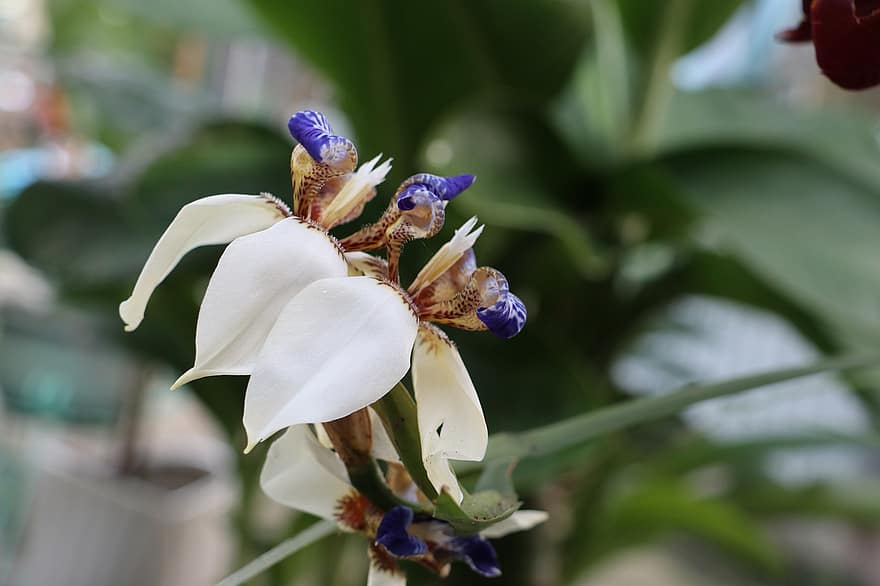Iris ambulante, flor ave do paraíso, roxa, vôo, Levante-se, branco, Brasil, iridaceae, jardim selvagem, refrescar, relaxante