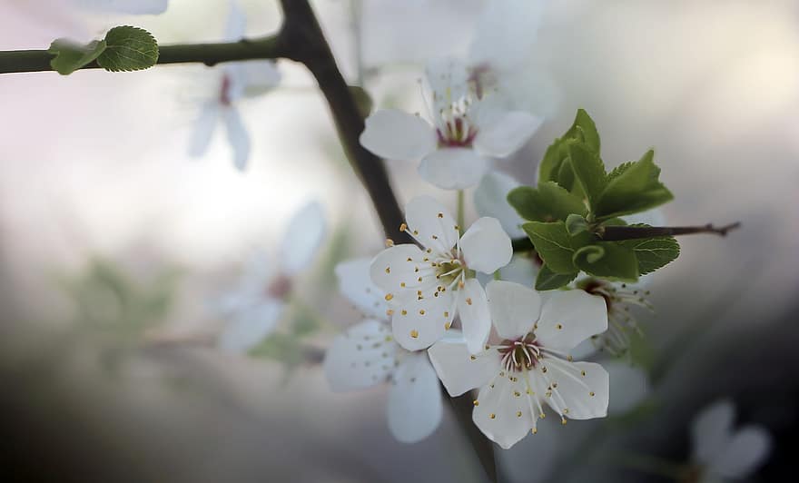 sakura, fiori, fiori di ciliegio, petali bianchi, petali, fioritura, fiorire, flora, fiori di primavera, natura