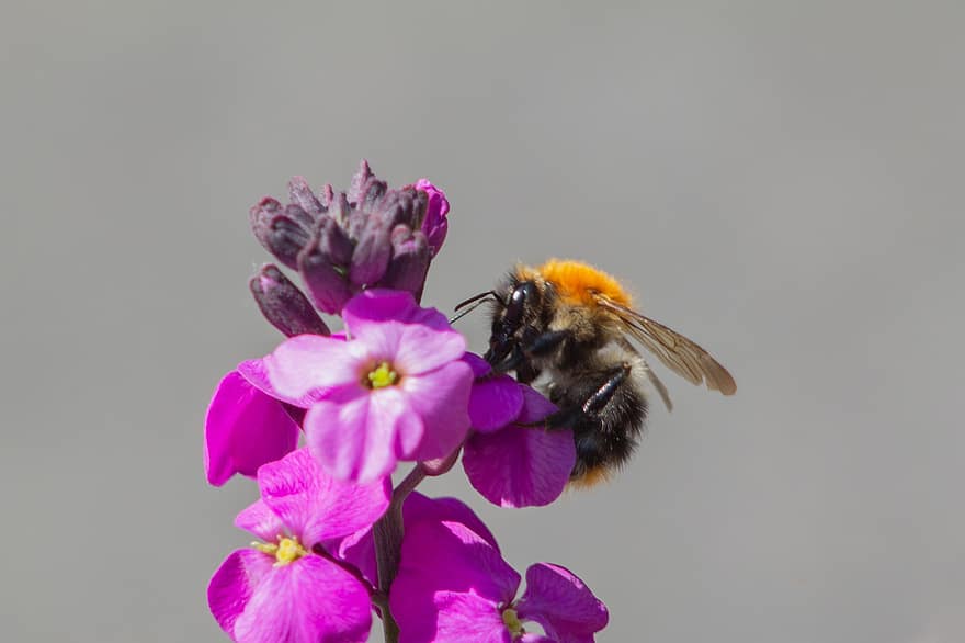 abelha, flores roxas, polinizar, polinização, inseto, inseto com asas, himenópteros, flor, Flor, flora, fauna