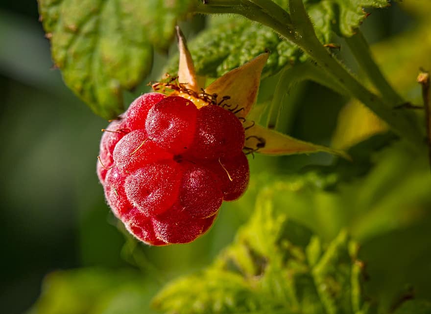 Raspberry, Red, Fruit, Nature, Leaf, Ripe, Berry Fruit, Plant, Food, Branch, Freshness