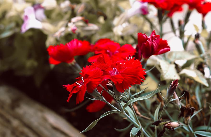 Red, Flower, Garden, Bloom, Love, Blossom, Plant, Nature, Romantic, Wedding, Valentine