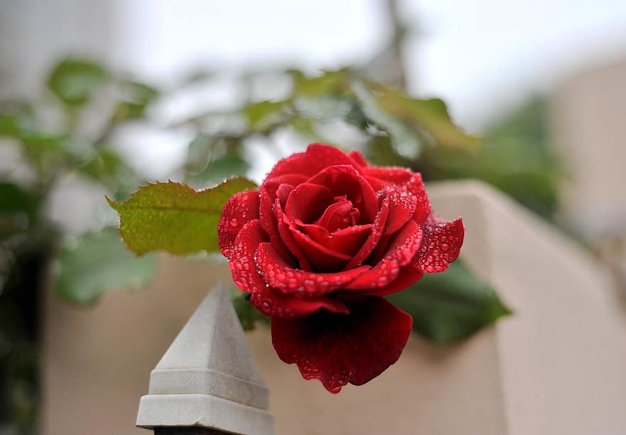 Rosa, flor, planta, Rosa roja, flor roja, Rocío, mojado, gotas de rocío, pétalos, floración, hojas