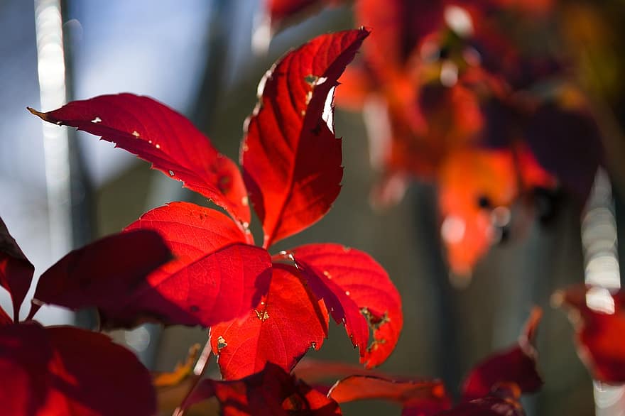Американская виноградная лоза, красные листья, осень, лист, время года, крупный план, яркий цвет, фоны, разноцветный, желтый, дерево