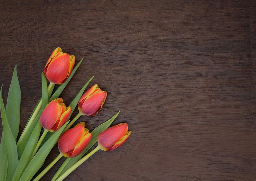 flor, tulipanes, floración, botánica, planta, pétalos, dupdo, día de San Valentín, muchas gracias, fondo, flora