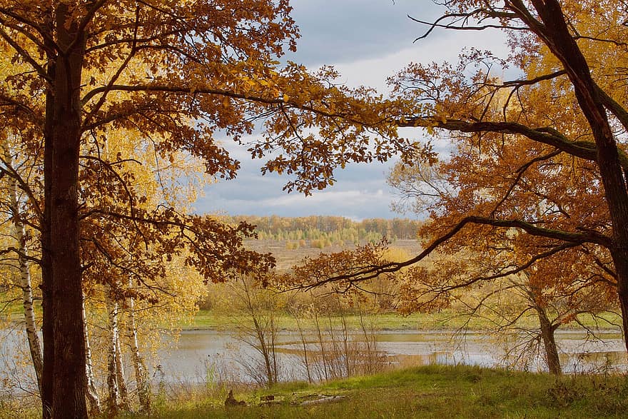 秋、木、川、葉、紅葉、秋の季節、落葉、色落ち、森林、自然、森の中