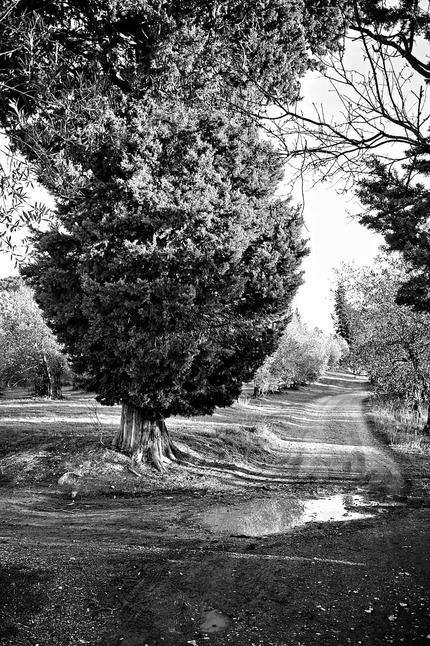 Dirt Road, Road, Trees, Puddle, Country Road, Rural, Countryside, Florence, Tuscany, Italy, Nature