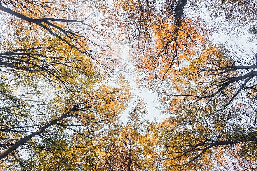 koki, lapas, mežs, rudenī, kronis, raksturs, krāsains, perspektīvu, pazušanas punkts