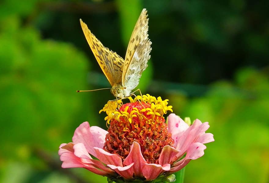 fluture, insectă, aripi, natură, floare, colorat, grădină