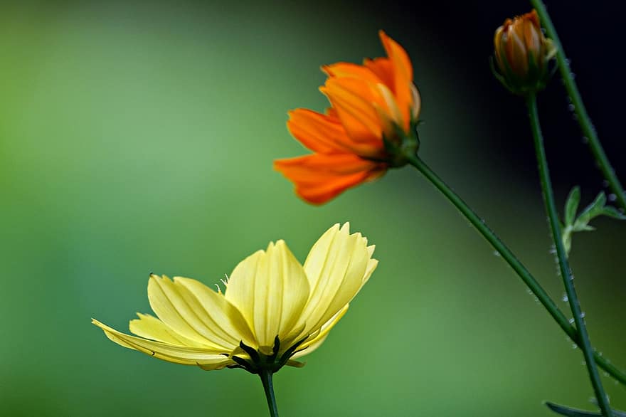 Cosmos, Flower, Flora, plant, summer, close-up, yellow, green color, petal, macro, springtime