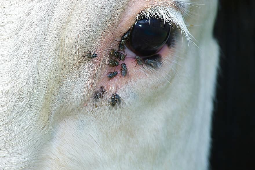 Eye, Cow, Tears, Face, Flying, Close Up, Mammal, Fauna, close-up, farm, agriculture