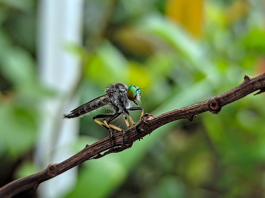 Fly, Robber Fly, Ommatius, Insect, Bug, Eyes, Nature, Green, Predator