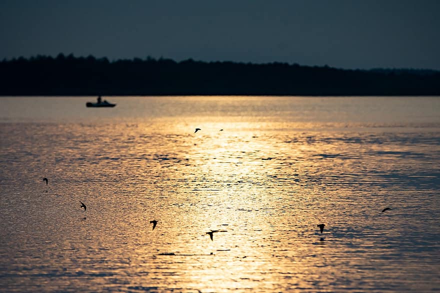 Birds, Seagulls, Lake, Boat, Flight, Water, Nature, Sun, Evening, Twilight