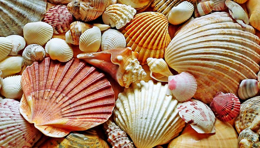 Shells, Seashells, Beach, close-up, backgrounds, collection, pattern, animal shell, decoration, multi colored, macro