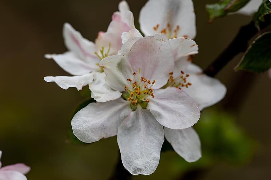 äppelblomningar, blommor, gren, kronblad, vita blommor, blomma, äppelträd, vår, flora, natur