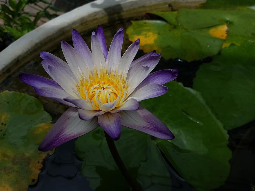 lotus, fleur, étang, fleur de lotus, fleur mauve, pétales, pétales violets, Floraison, plante aquatique, flore, feuille