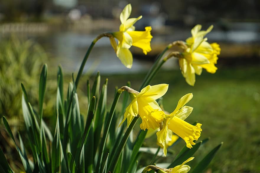 Flowers, Botany, Daffodils, Bloom, Blossom, Easter, Spring, Nature, yellow, flower, plant