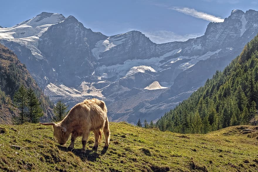 inek, cins İskoç, dağlı kimse, sığırlar, çiftlik hayvanları, otlak, dağ, Alpler, Gran Paradiso, buzullar
