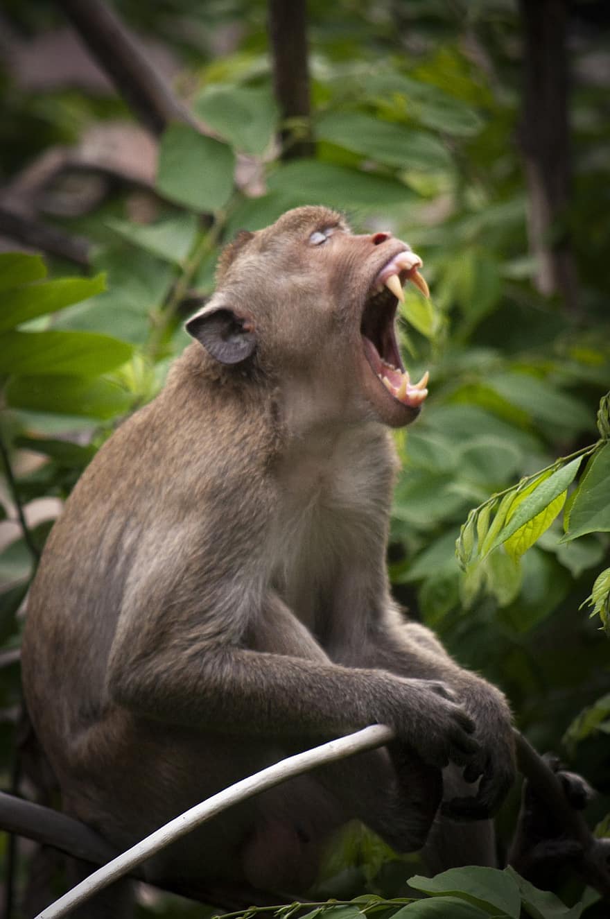 mico, primat, mamífer, dents, animal, zoo, naturalesa, salvatge, desert, sphinx-babuino, babuí