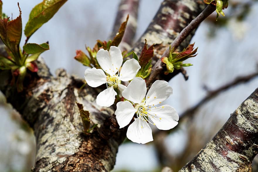 kersenbloesems, witte bloemen, bloemen, bloesem, bloeien, sakura, flora, Sakura boom, de lente, lente seizoen, bloemblaadjes