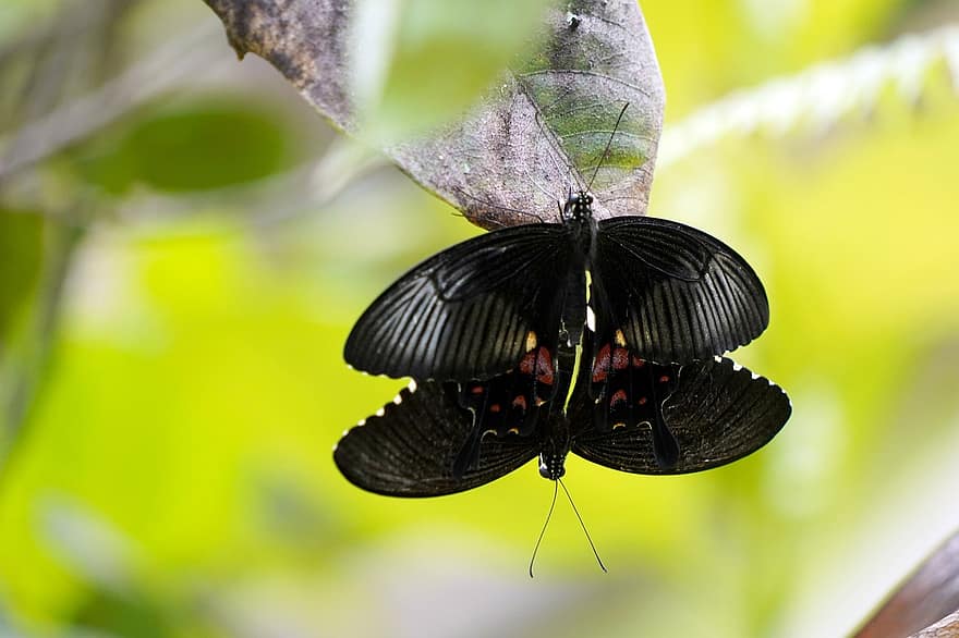 những con bướm, giao phối, côn trùng, ghép đôi, côn trùng có cánh, những cánh bướm, động vật, Thiên nhiên