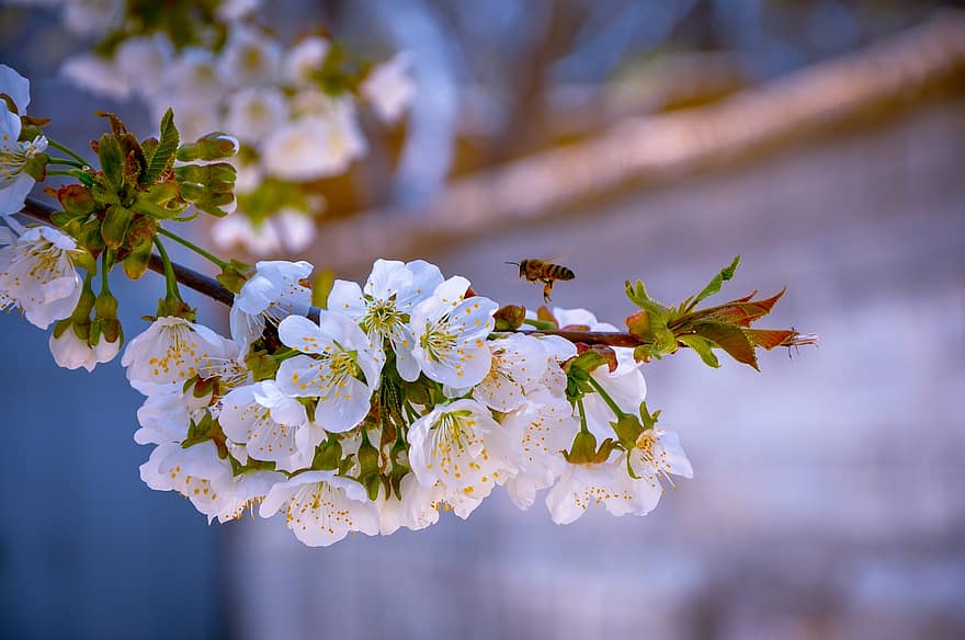 kersenbloesem, bloemen, bij, insect, kersenboom, witte kersenbloesem, witte bloemen, bloeien, bloesem, flora, natuur