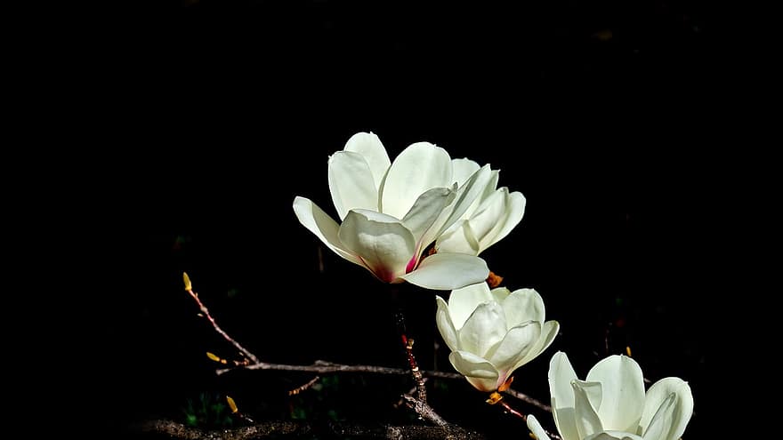 magnolia, fiori, fiori bianchi, natura, fiore, pianta, testa di fiore, petalo, avvicinamento, foglia, estate