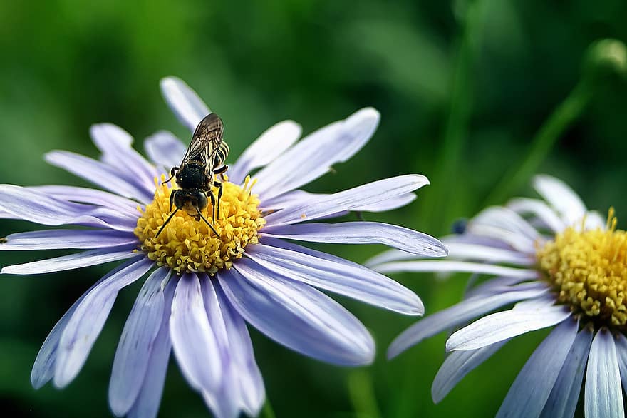 flores, abelha, inseto, plantas, pétalas, pólen, polinização, flores silvestres