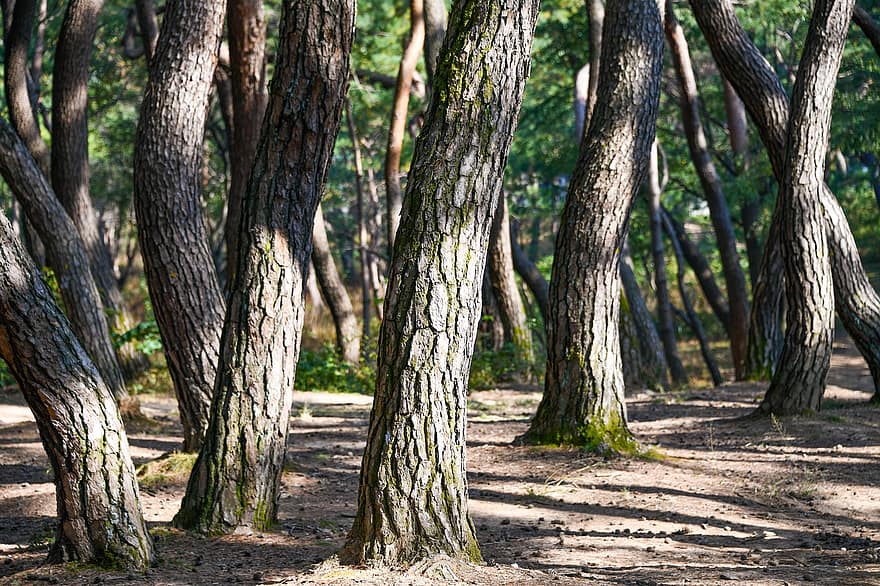 Bos, natuur, Samneung-bos, Korea, Nationaal Park Gyeongju, bossen