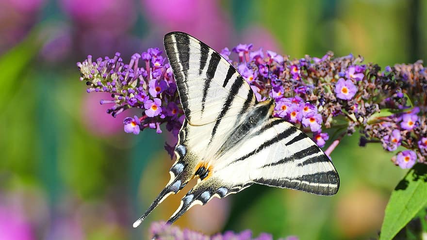 스왈로우 테일 나비, 나비, 꽃들, 곤충, 동물, 날개, 수분, 식물, 정원, 자연, 매크로