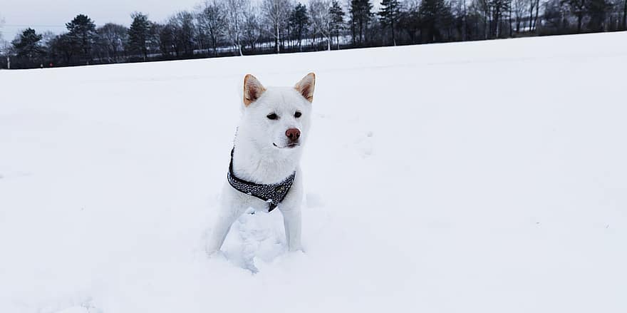 ชิบะอินุ, หมา, หิมะ, สัตว์เลี้ยง, สัตว์, สุนัขในบ้าน, สุนัข, เลี้ยงลูกด้วยนม, น่ารัก, ฤดูหนาว, หนาว