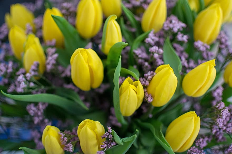 tulipaner, blomster, bukett, gule tulipaner, gule blomster, rosa blomster, blomst, blader, gul, tulipan, anlegg