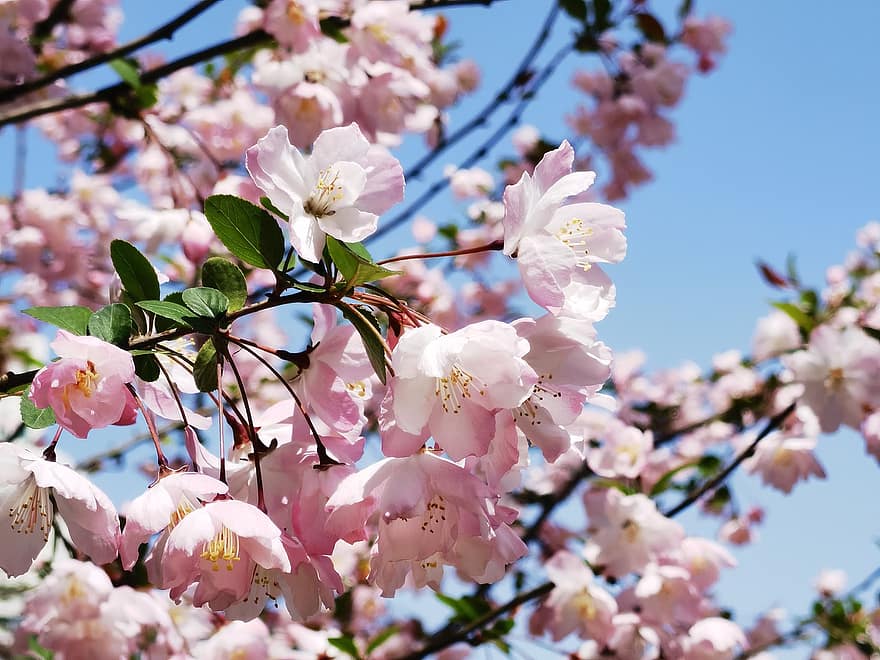 Sakura, fleurs, fleurs de cerisier, pétales roses, pétales, Floraison, fleur, flore, fleurs de printemps, la nature, printemps